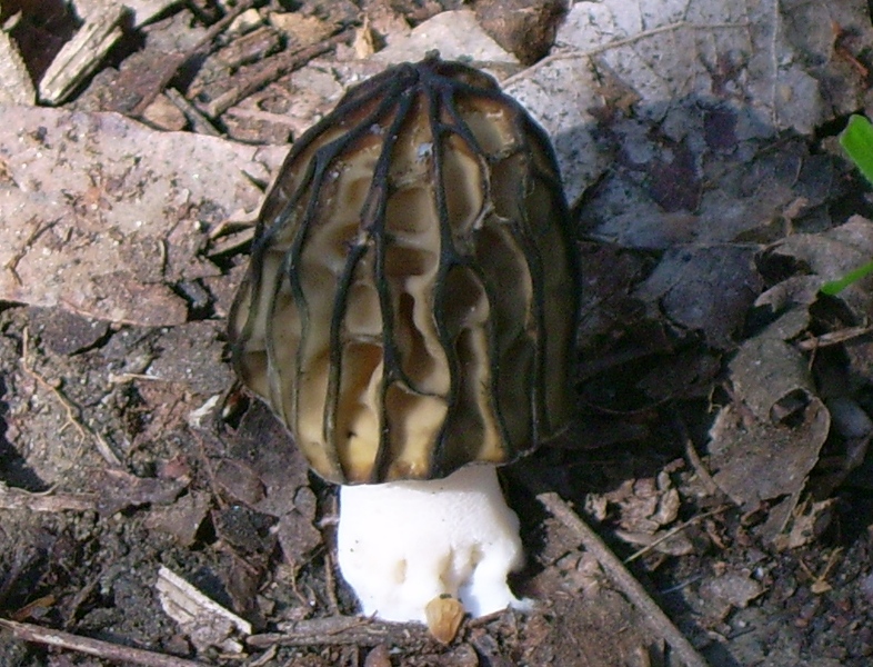 funghi da identificare